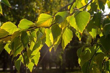 Wall Mural - colored leaf on a tree in the forest on a summer bright day