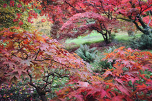 Red And Pink Colours Of The Japanese Maple During The Autumn.