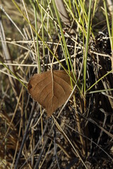 el otoño en la naturaleza