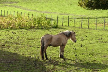 Canvas Print - horse in the meadow