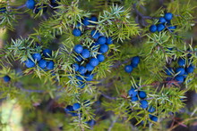 Close Up A Lot Of Ripe Navy Blue Juniper Berries All Over The Branch Between The Green Needles. Juniperus Communis Fruit.