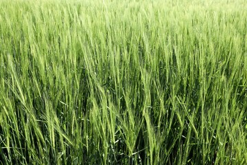 green grass in a field