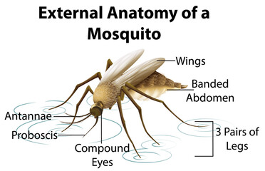 Sticker - External Anatomy of a Mosquito on white background