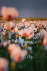 Poster - Sunset over white poppy