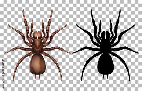 Cuadros en Lienzo Spider on transparent background