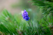 Flower on the background of conifers