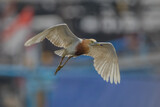 Fototapeta Łazienka - the egret or great blue heron in natuire