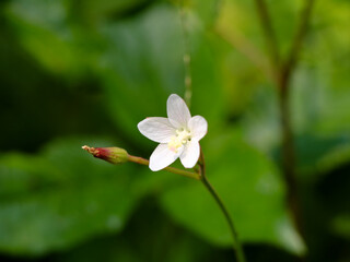 White color flower of a weed plant