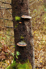 tree in autumn