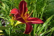 czerwony kwiat liliowca całkowicie rozwinięty z widocznymi pręcikami, oraz nierozwinięte pąki, na tle zielonych roślin -  w zbliżeniu