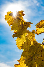 Close Up Of Yellow Discolored Vine Leaves In Autumn In The Rheingau / Germany In The Backlight