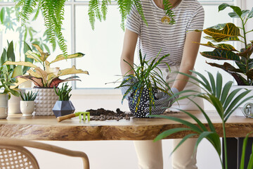 Wall Mural - Woman gardeners transplanting plant in ceramic pots on the design wooden table. Concept of home garden. Spring time. Stylish interior with a lot of plants. Taking care of home plants. Template.