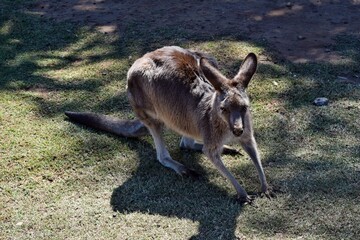 Wall Mural -  Wild grey kangaroo resting in the park