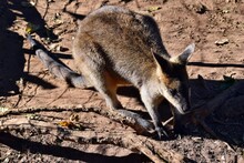 Young Cute Wild Gray Wallaby Kangaroo