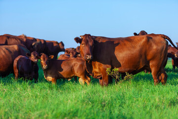 herd of Bonsmara cows with their calves