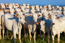 Beautiful Herd Of Nelore Cattle, Mato Grosso Do Sul, Brazil