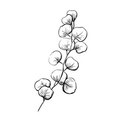 vector line illustration in eucalyptus sketch style. branch with leaves winter medicinal herb. engra