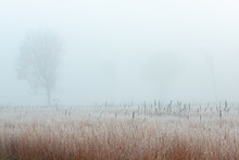 Frosted Autumn Tall Grass Prairie In Fog With Bare Trees, Fort Custer State Park, Michigan, USA