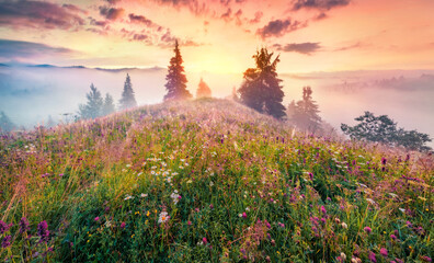 Fototapete - Unbelievable summer sunrise on the mountain valley. Colorful morning scene of Carpathian mountains with fields of blooming flowers and fresh green grass, Ukraine, Europe.
