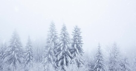 Poster - Foggy woods with magic falling snow. Fog in the mountain forest with snowfall. Winter scene.	