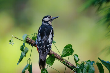 Wall Mural - Great Spotted Woodpecker ( Dendrocopos major) sitting on a branch in the forest of Noord Brabant in the Netherlands. 