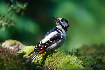 Wall Mural - Great Spotted Woodpecker ( Dendrocopos major) sitting on the ground in the forest of Noord Brabant in the Netherlands. Green background.