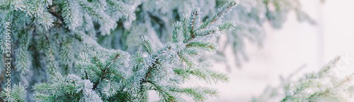 Fotomural Winter panorama of fir branches with snow and frost on a light background for de