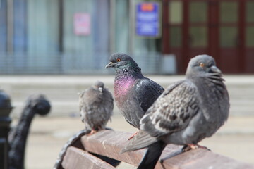 Two blue pigeons sit on a bench on a city street during the day illuminated by the sun and look into the camera