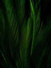 Beautiful abstract green feathers on dark background and black feather texture on dark pattern and green background, feather wallpaper, love theme, valentines day