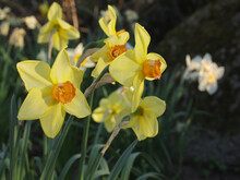 Daffodils (Narcissus) In Flower At Bethmannpark, Frankfurt Am Main, Germany
