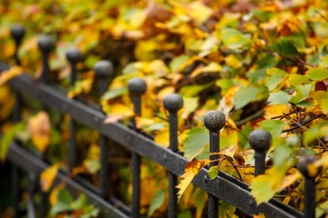 Poster - metal black fence in the park in autumn against the background of foliage