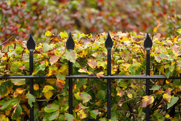 Poster - metal black fence in the park in autumn against the background of foliage