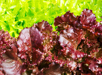 Sticker - Lettuce  red, green leaf salad. Background of multicolor lettuce leaf