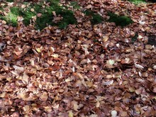 Autumn Leaves On Ground