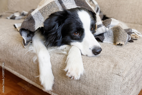 Funny puppy dog border collie lying on couch under plaid indoors. Little pet dog at home keeping warm hiding under blanket in cold fall autumn winter weather. Pet animal life concept. © Юлия Завалишина