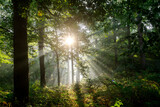 Fototapeta  - Sonnenaufgang im Wald