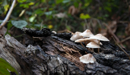 Wild mushrooms growing on a log in the forest