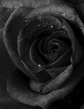 Drops On Roses. Abstract Flower Black White Rose On Black Background - Valentines, Mothers Day, Anniversary, Condolence Card. Beautiful Rose. Close Up Roses . Monochrome. Panorama