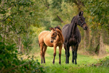 A Brown Mare With A Foal Standing On A Forest Path Surrounded By Autumn Colors