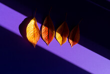 Cherry Tree Leaf On Purple Background Under Strong Shadow And Highlights Pattern