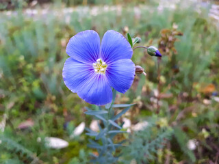 Wall Mural - Close up of flower head of blue Flax (Linum usitatissimum) also known as common flax or linseed