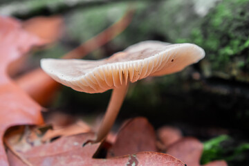 Mushroom in the forest during fall with tree in background