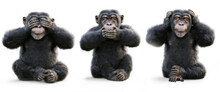 Three Wise Monkeys .Monkey See No Evil , Hear No Evil , Speak No Evil Concept . 3d Rendering