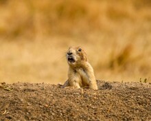 Cute Prairie Dog Peaking Head Up From Under The Ground In South Dakota