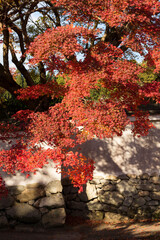 Poster - 垣根と紅葉