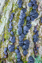 Bulgaria Inquinans (Black Jelly Drops) Mushroom Growing On A Tree Trunk