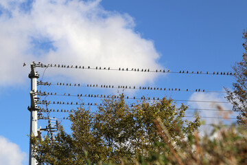 Poster - Closeup shot of a lot of birds on power lines