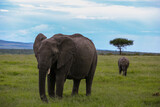 Fototapeta Sawanna - Adult and baby elephant in Kenya 