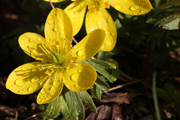 Wall Mural - Selective focus shot of blooming Eranthis flowers with raindrops on them