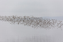 Flock Of Dunlin Shorebird